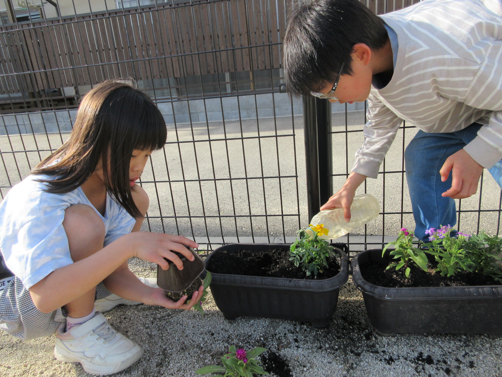 苗植え